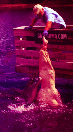 croc-show-color croc-show-color