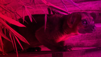 furry-animal furry-animal
